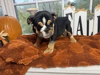 Greogry , a male English Bulldog for sale in Richmond, VA – 4 of 4