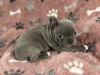 Athena, a female French Bulldog for sale in Richmond, VA – 6 of 6
