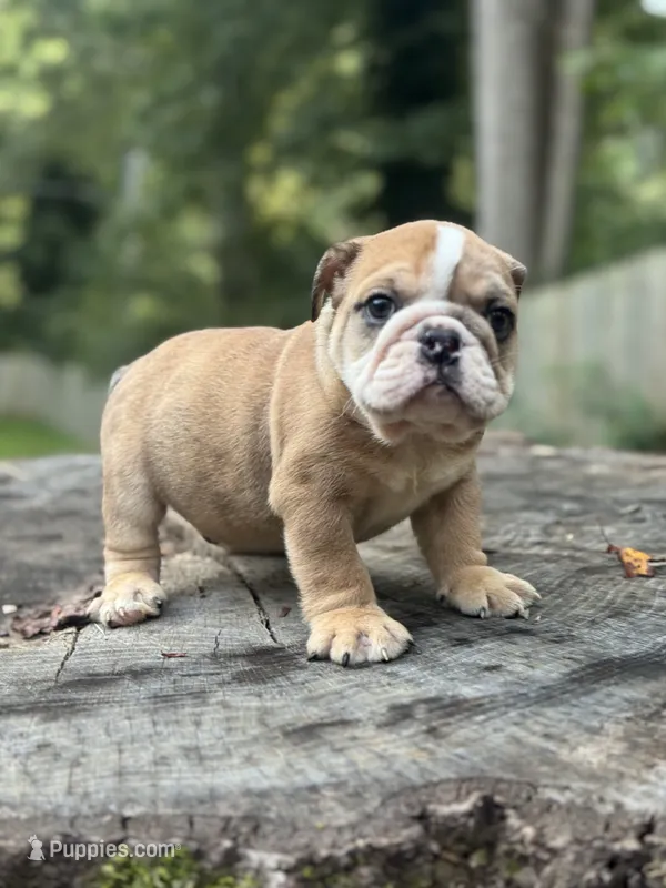 Chuck – English Bulldog puppy for sale in Richmond, VA