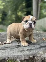 Chuck, a male English Bulldog for sale in Richmond, VA – 1 of 5