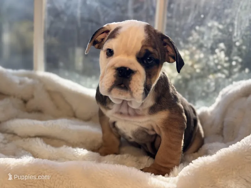Tiger – English Bulldog puppy for sale in Richmond, VA