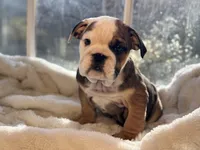 Tiger, a male English Bulldog for sale in Richmond, VA – Photo 1 of 6