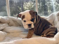 Tiger, a male English Bulldog for sale in Richmond, VA – Photo 4 of 6