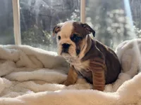 Tiger, a male English Bulldog for sale in Richmond, VA – Photo 2 of 6