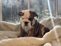 Tiger, a male English Bulldog for sale in Richmond, VA – Photo 3 of 6