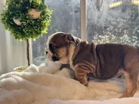 Tiger, a male English Bulldog for sale in Richmond, VA – Photo 6 of 6