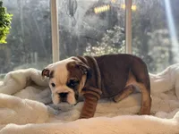 Tiger, a male English Bulldog for sale in Richmond, VA – Photo 5 of 6