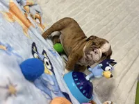 Cooper, a male English Bulldog for sale in Richmond, VA – 4 of 5