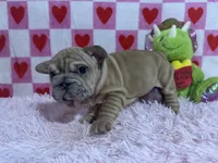 Pink, a female French Bulldog for sale in Richmond, VA – Photo 2 of 2