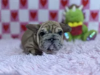 Pink, a female French Bulldog for sale in Richmond, VA – Photo 1 of 2