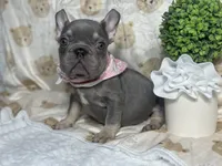 Holly , a female French Bulldog for sale in Richmond, VA – 3 of 4