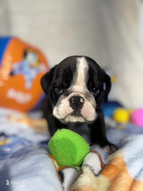 Oreo  – English Bulldog puppy for sale in Richmond, VA