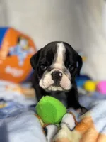 Oreo , a male English Bulldog for sale in Richmond, VA – 1 of 6