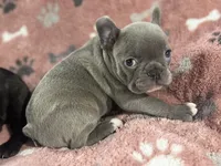 Athena, a female French Bulldog for sale in Richmond, VA – 3 of 6