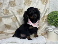 Lainey, a  Miniature Dachshund for sale in Richmond, VA – 3 of 5