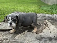 Selena , a female English Bulldog for sale in Richmond, VA – 2 of 3