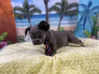 Fabio, a male French Bulldog for sale in Richmond, VA – Photo 3 of 4