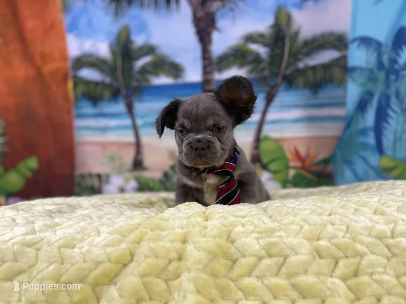 Fabio, a male French Bulldog for sale in Richmond, VA – Photo 1 of 4