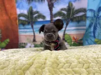 Fabio, a male French Bulldog for sale in Richmond, VA – Photo 1 of 4