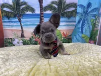 Fabio, a male French Bulldog for sale in Richmond, VA – Photo 2 of 4