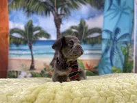 Fabio, a male French Bulldog for sale in Richmond, VA – Photo 4 of 4