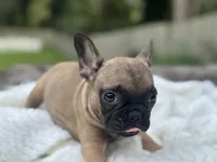 Taqui, a male French Bulldog for sale in Richmond, VA – 4 of 4