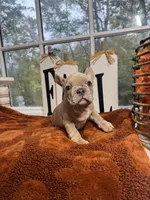 Butternut , a male French Bulldog for sale in Richmond, VA – 3 of 3