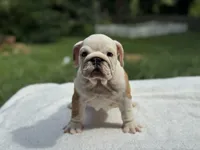 Ellie , a female English Bulldog for sale in Richmond, VA – 1 of 3