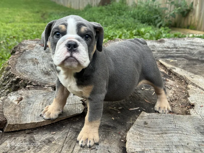 Selena  – English Bulldog puppy for sale in Richmond, VA