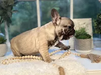 Pancho, a male French Bulldog for sale in Richmond, VA – 5 of 5