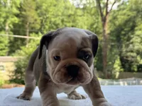 Froggy, a male English Bulldog for sale in Richmond, VA – 2 of 4