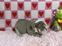 Violet, a female English Bulldog for sale in Richmond, VA – Photo 2 of 4