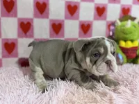 Violet, a female English Bulldog for sale in Richmond, VA – Photo 4 of 4