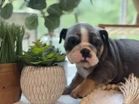 Selena, a female English Bulldog for sale in Richmond, VA – 3 of 4