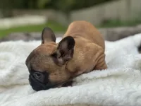 Gerogia, a female French Bulldog for sale in Richmond, VA – 4 of 4