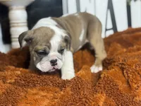 Willow, a female English Bulldog for sale in Richmond, VA – 4 of 4