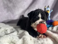 Falcon, a male English Bulldog for sale in Richmond, VA – 2 of 3