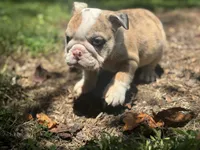 Pheonix, a male English Bulldog for sale in Richmond, VA – 2 of 5