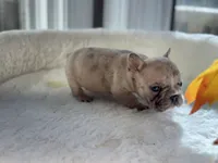 Pablo , a male French Bulldog for sale in Richmond, VA – 3 of 4