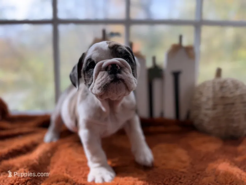 Penelope , a female English Bulldog for sale in Richmond, VA – 1 of 3