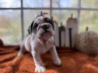 Penelope , a female English Bulldog for sale in Richmond, VA – 1 of 3