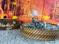 Cassandra, a female French Bulldog for sale in Richmond, VA – Photo 1 of 2