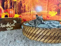 Cassandra, a female French Bulldog for sale in Richmond, VA – Photo 2 of 2