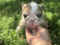 Pheonix, a male English Bulldog for sale in Richmond, VA – 4 of 5