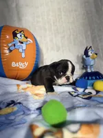 Oreo , a male English Bulldog for sale in Richmond, VA – 2 of 6