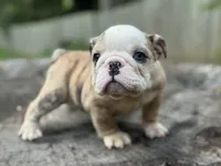 Gator, a male English Bulldog for sale in Richmond, VA – 2 of 5