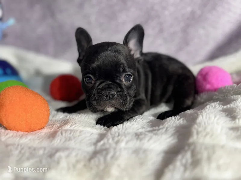 Apple  – French Bulldog puppy for sale in Richmond, VA