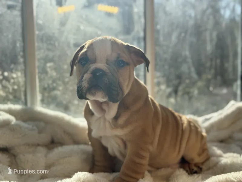 Tobey – English Bulldog puppy for sale in Richmond, VA