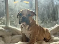 Tobey, a male English Bulldog for sale in Richmond, VA – Photo 1 of 5