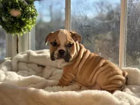 Tobey, a male English Bulldog for sale in Richmond, VA – Photo 4 of 5